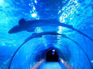 shark tunnel cineaqua Paris