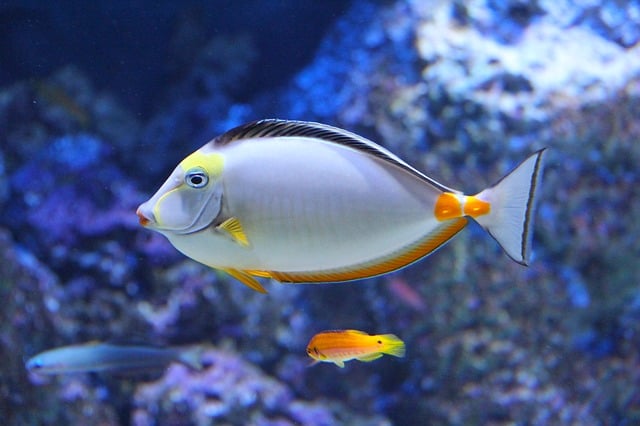 SEA Aquarium Sentosa Island