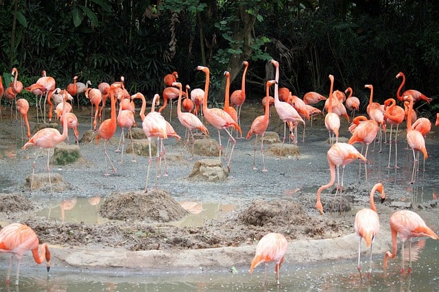 Jurong Bird park Flamingos
