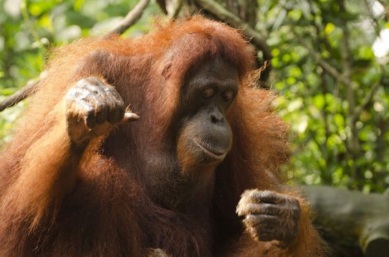 orang utan singapore zoo