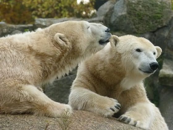 berlin zoo - polar bears