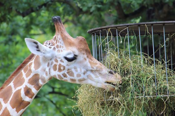 Berlin Tierpark Friedrichsfelde, Giraffe