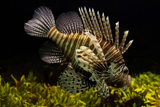 lion fish