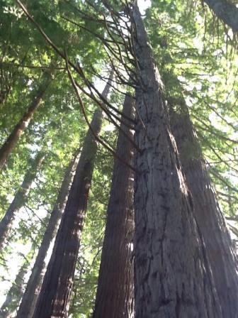 Californian Coast redwood trees