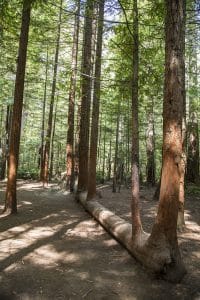 rotorua redwood forest