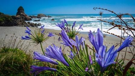 beach in new Zealand