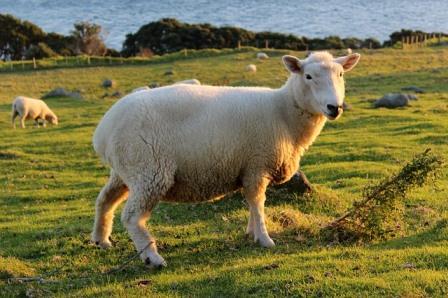 sheep in New Zealand