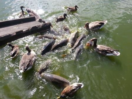 feeding hungry carps