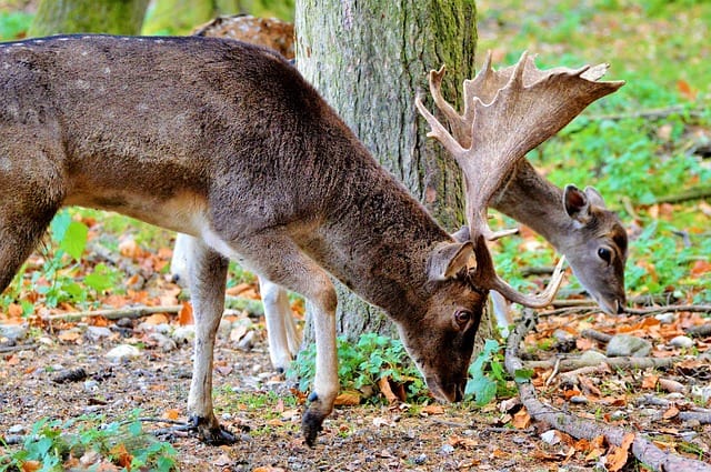 Wildpark Johannismuehle