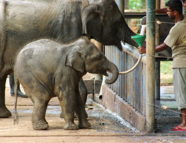 Udawalawe Elephnat orphanage