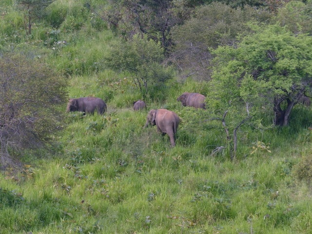 Sri Lanka Elephant spotting