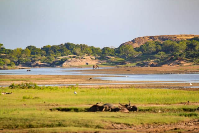 safari yala national park