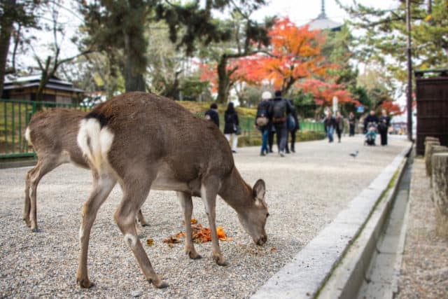 Nara Japan