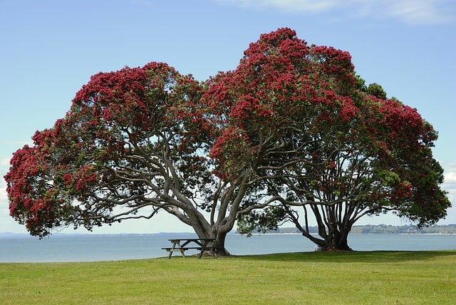 auckland mission bay