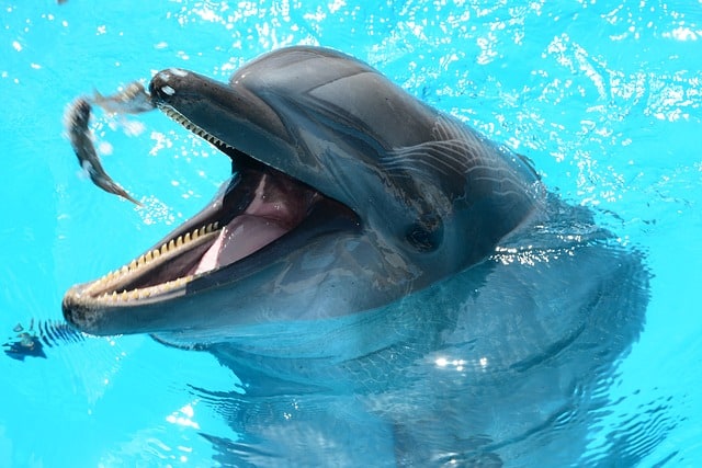 dolphins