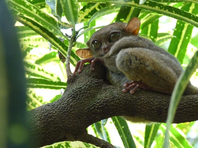 tarsier