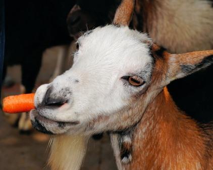 Matakan petting zoo